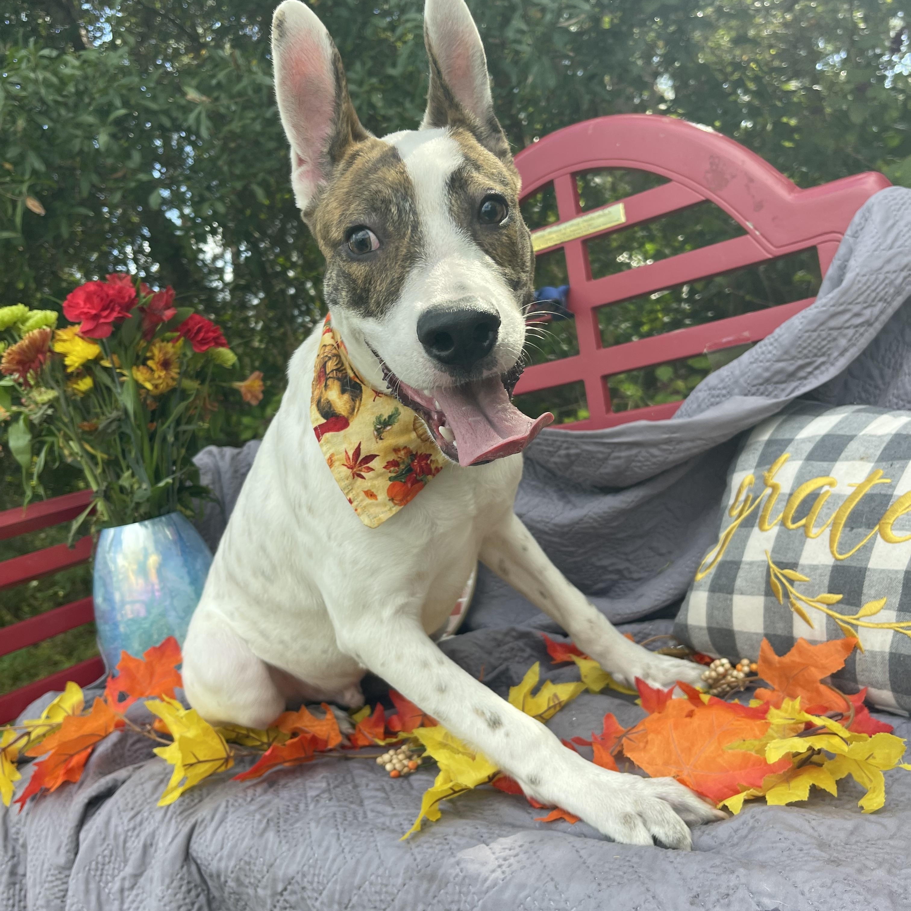 Enlarge Coconut, a Adoptable mixed breed in Sebring, FL image 2/4
