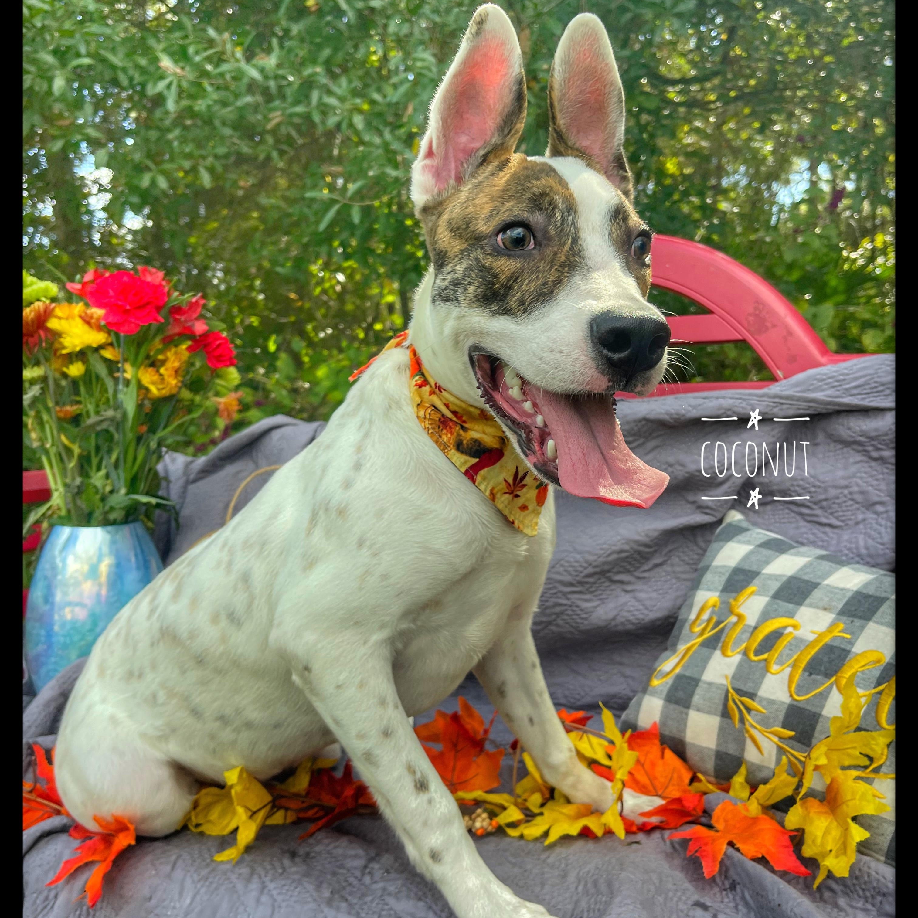 Enlarge Coconut, a Adoptable mixed breed in Sebring, FL image 1/4