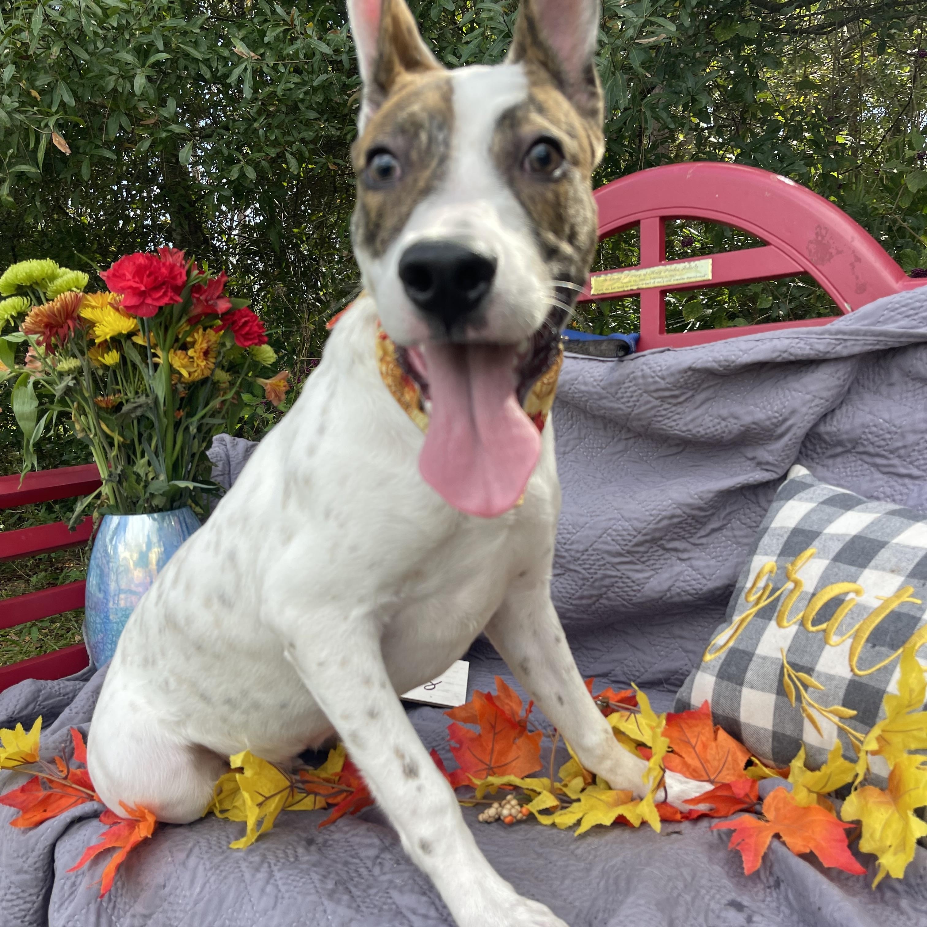 Enlarge Coconut, a Adoptable mixed breed in Sebring, FL image 3/4