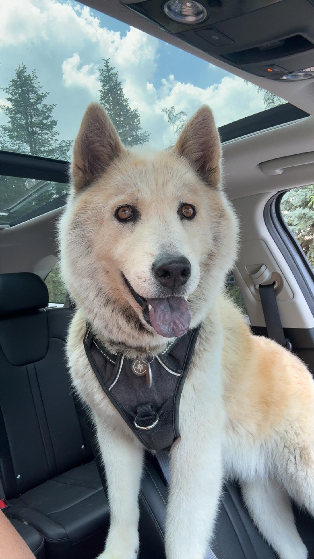 Dog Breeds Chow Husky Mix: The Ultimate Guide