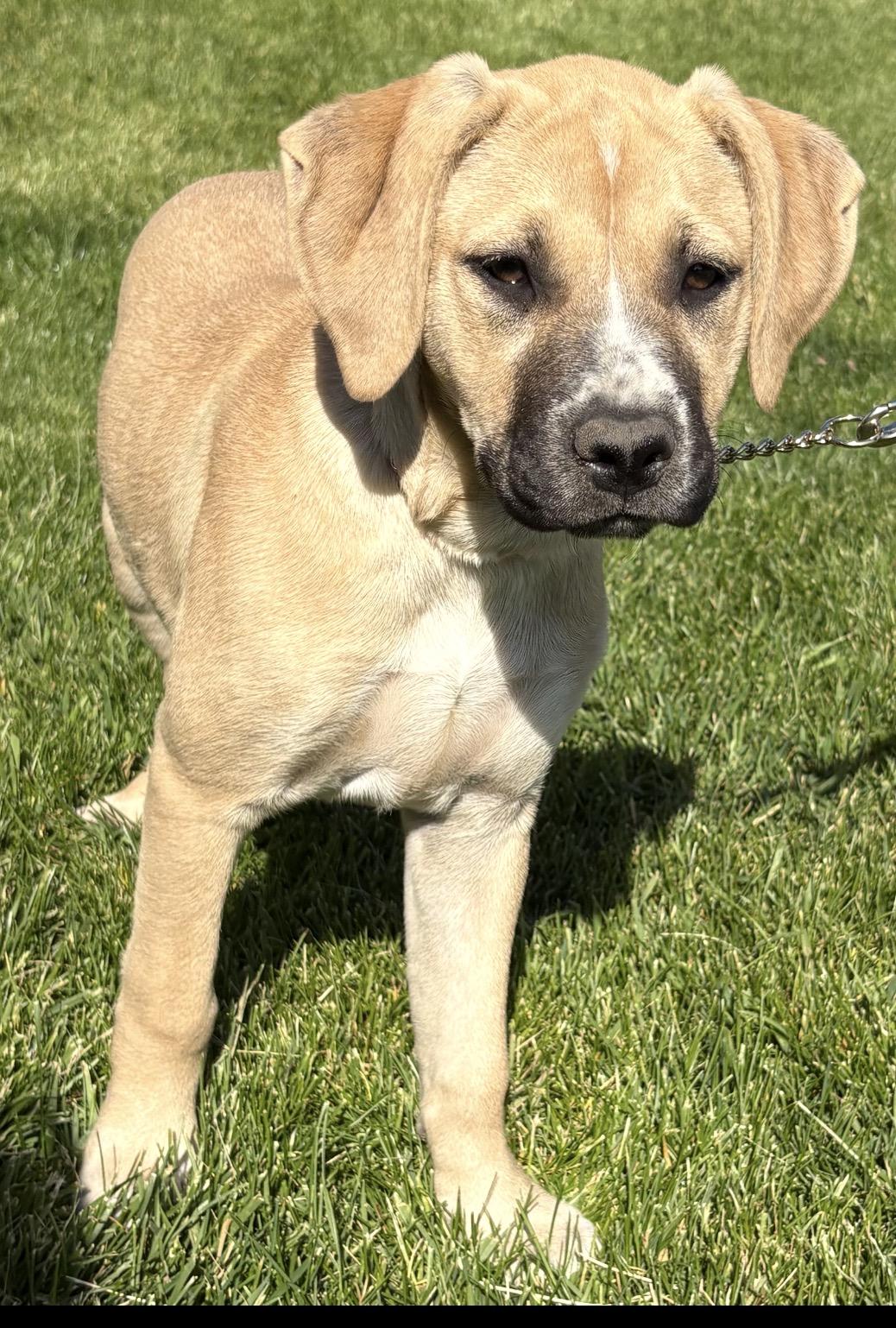 Strawberry, a ADOPTABLE mixed breed in Crest Hill, IL image 3/6
