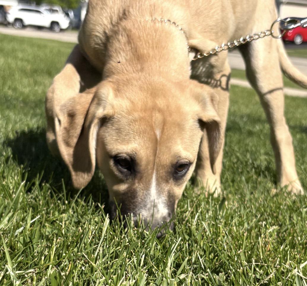 Strawberry, a ADOPTABLE mixed breed in Crest Hill, IL image 6/6