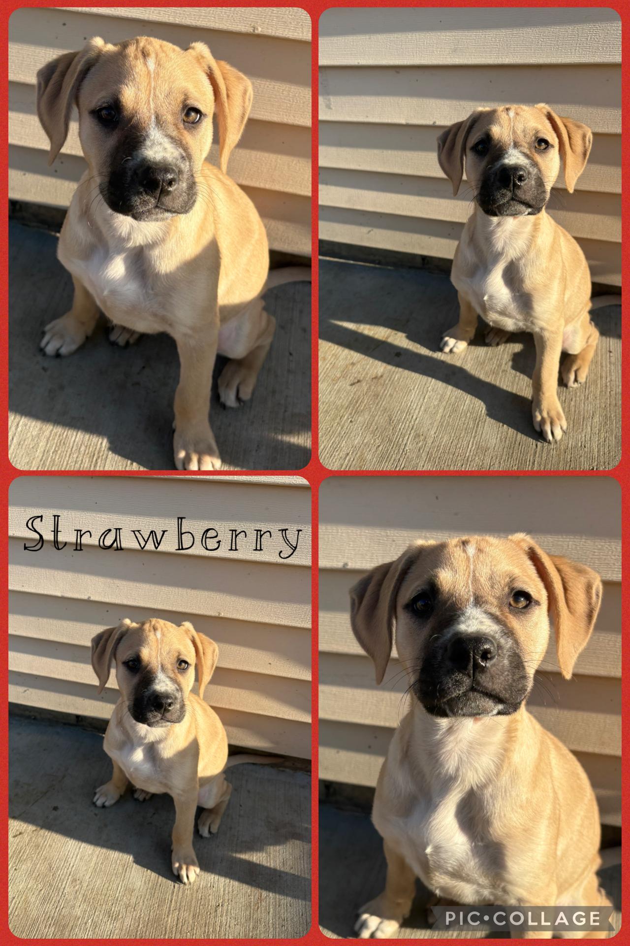 Strawberry, a ADOPTABLE mixed breed in Crest Hill, IL image 2/6