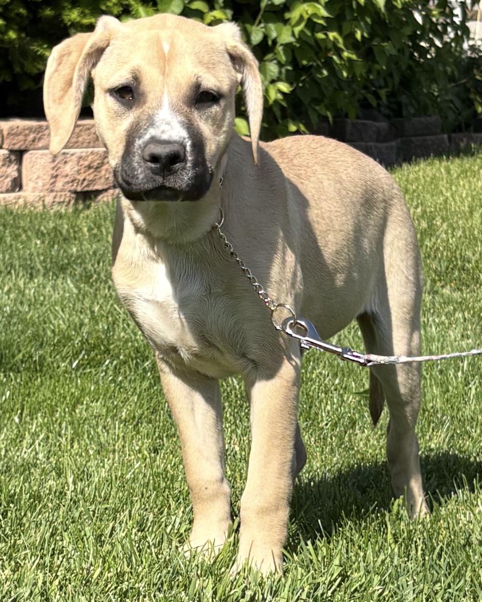 Strawberry, a ADOPTABLE mixed breed in Crest Hill, IL image 4/6