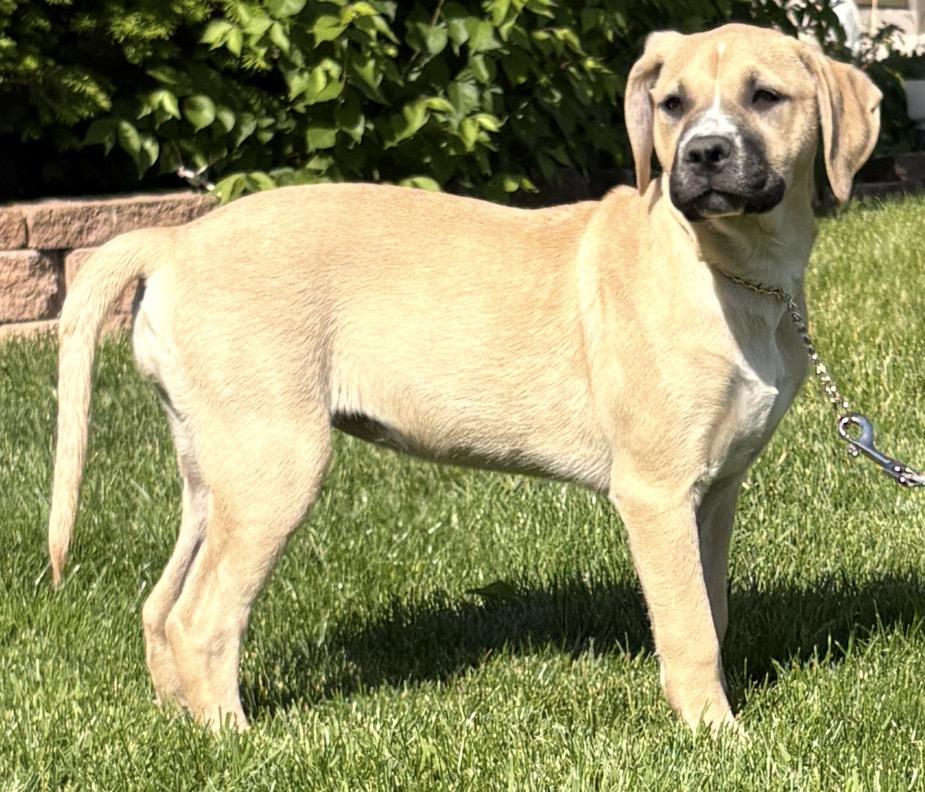 Strawberry, a ADOPTABLE mixed breed in Crest Hill, IL image 5/6