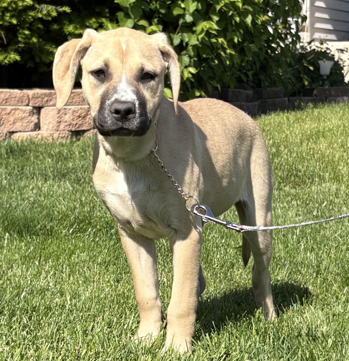 Strawberry, ADOPTABLE, Young Female Boxer.