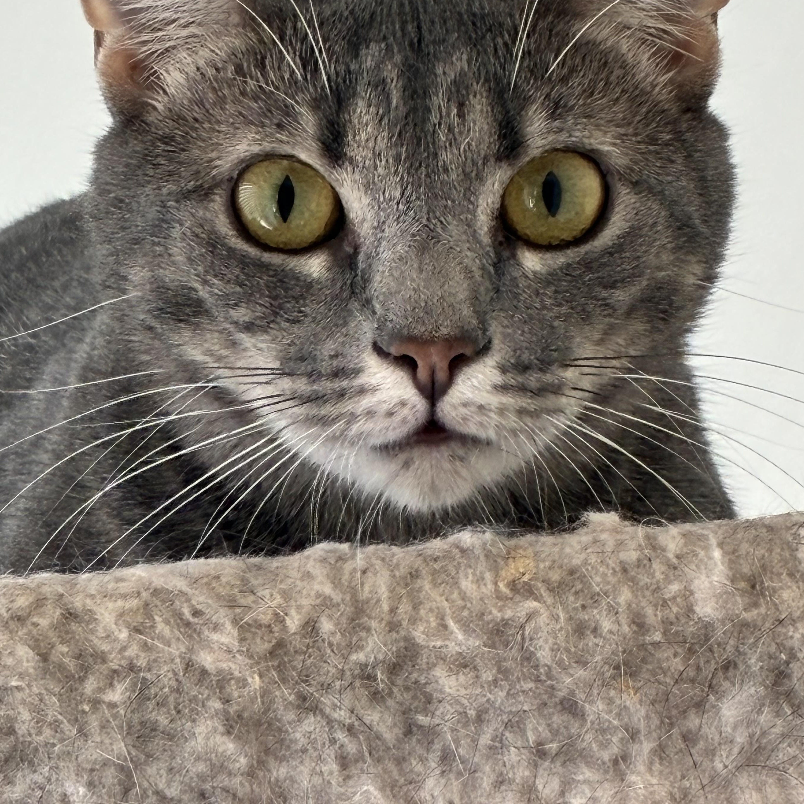 Tabby Mac photo