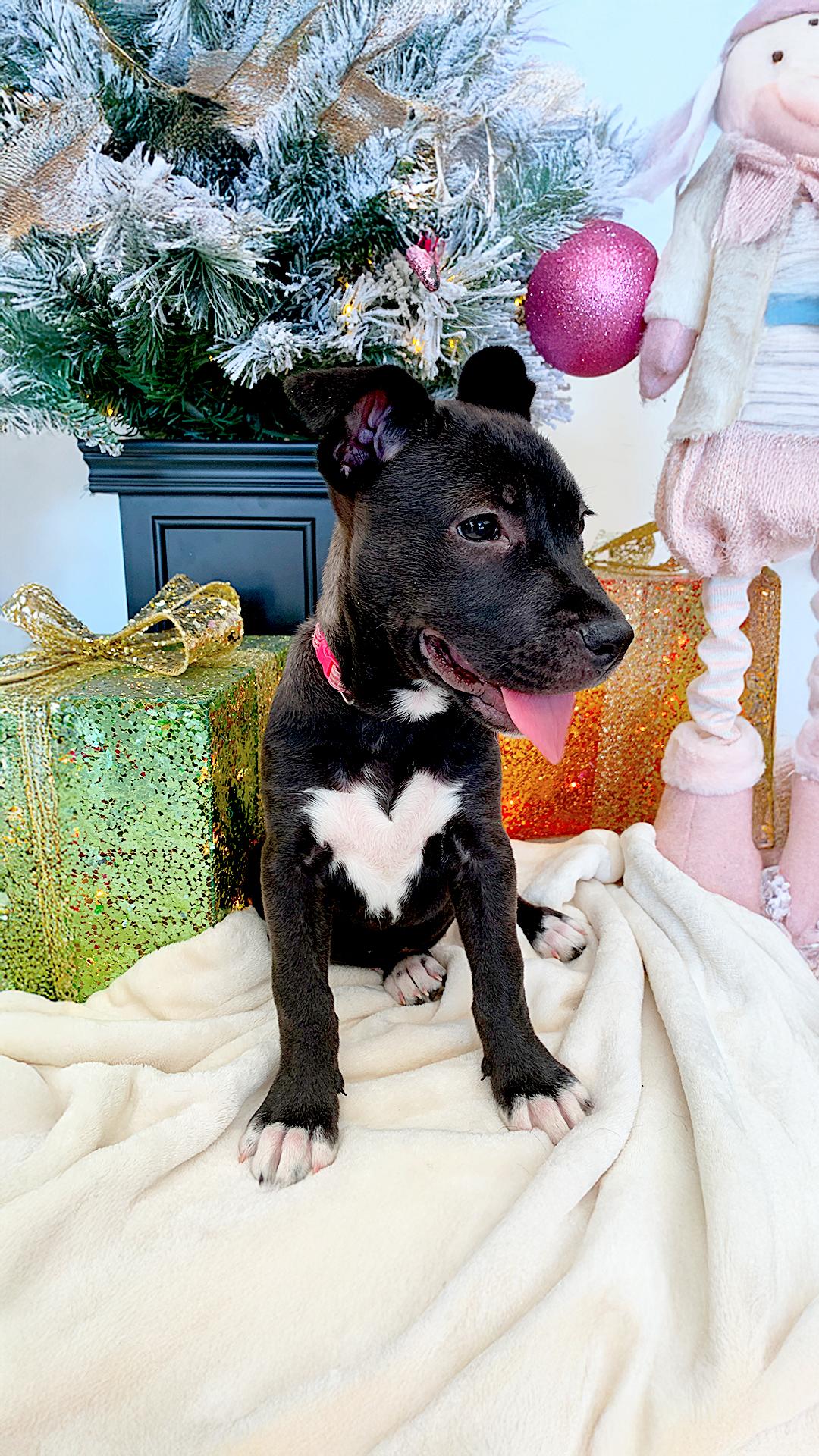 HONEY, Adopted, Puppy Female Staffordshire Bull Terrier & Patterdale Terrier / Fell Terrier.