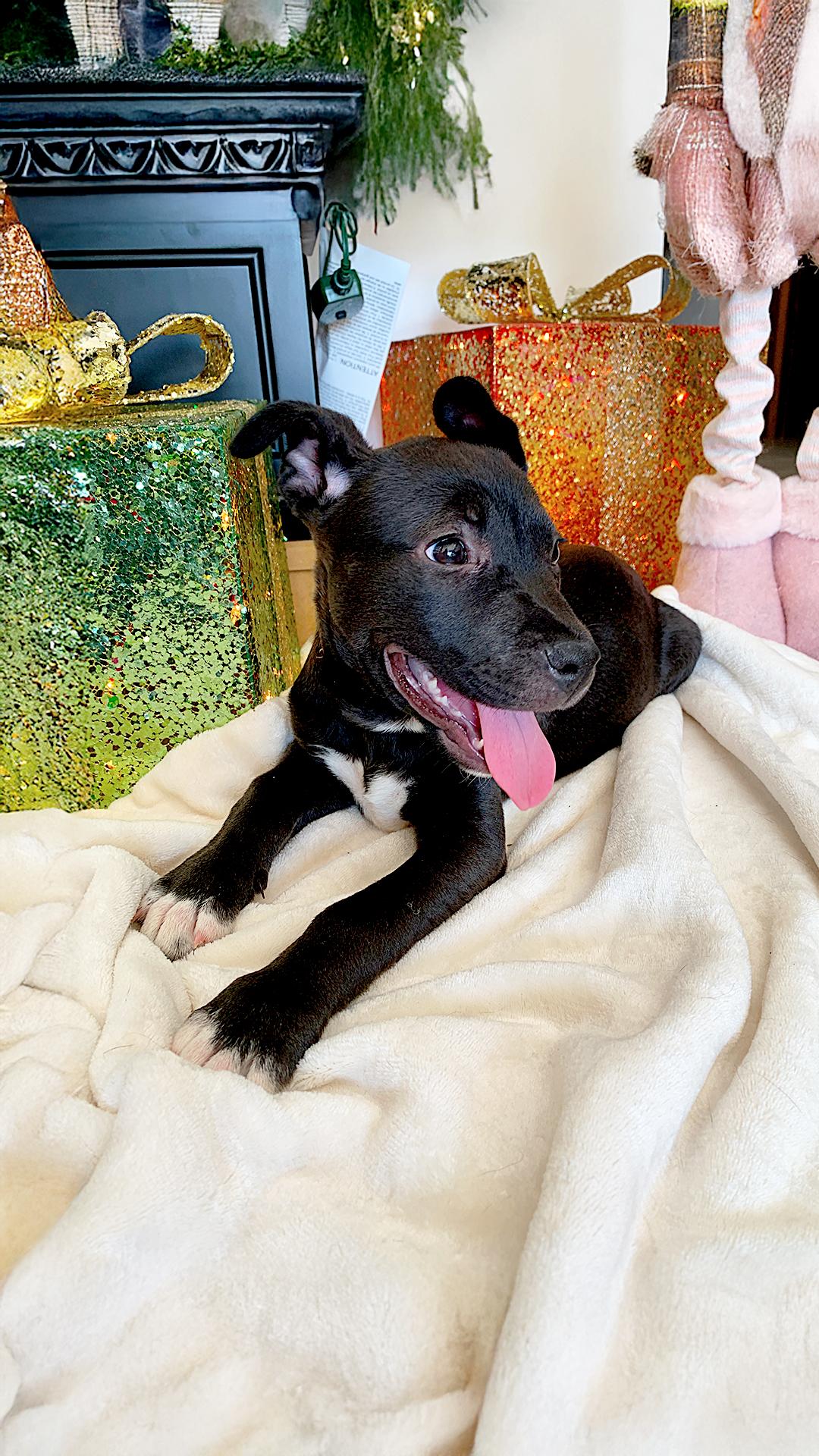 Enlarge HONEY, a Adopted mixed breed in San Diego, CA image 2/3