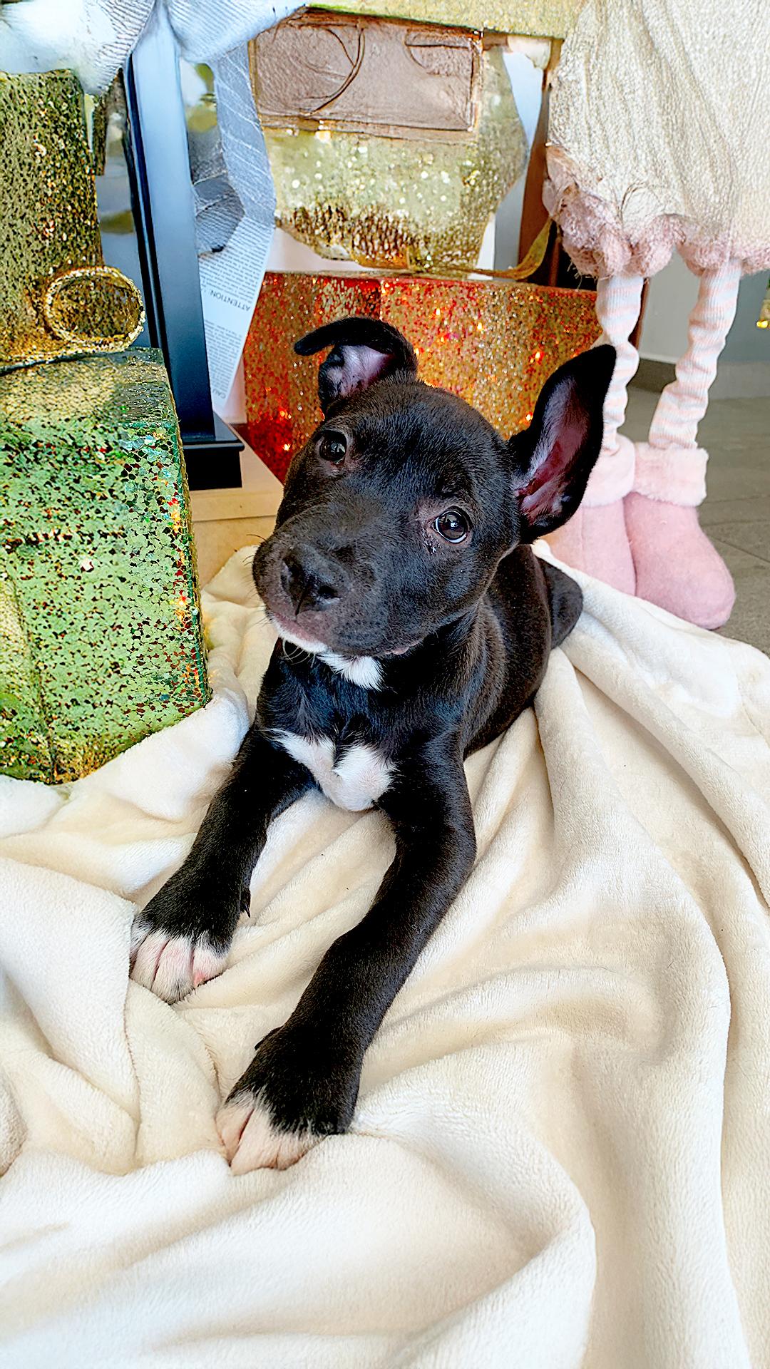 Enlarge HONEY, a Adopted mixed breed in San Diego, CA image 3/3