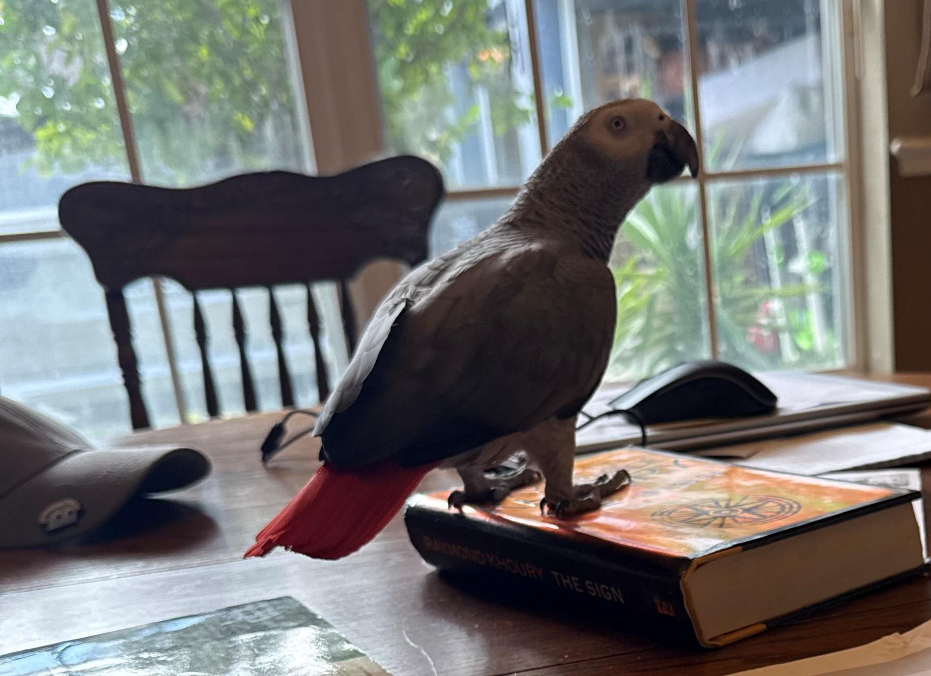 Solo, a Adopted African Grey in Valrico, FL image 3/3
