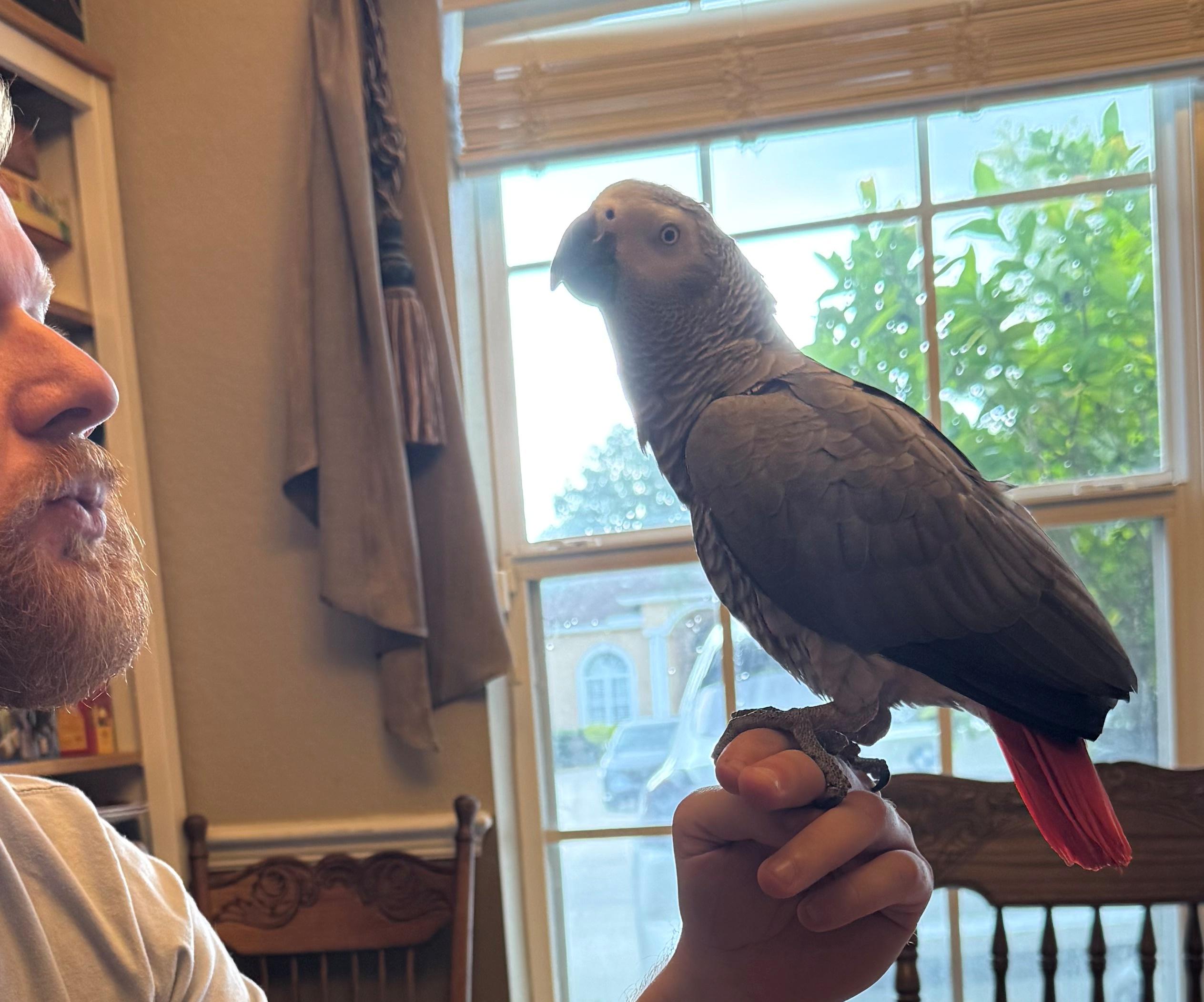 Solo, a Adopted African Grey in Valrico, FL image 2/3