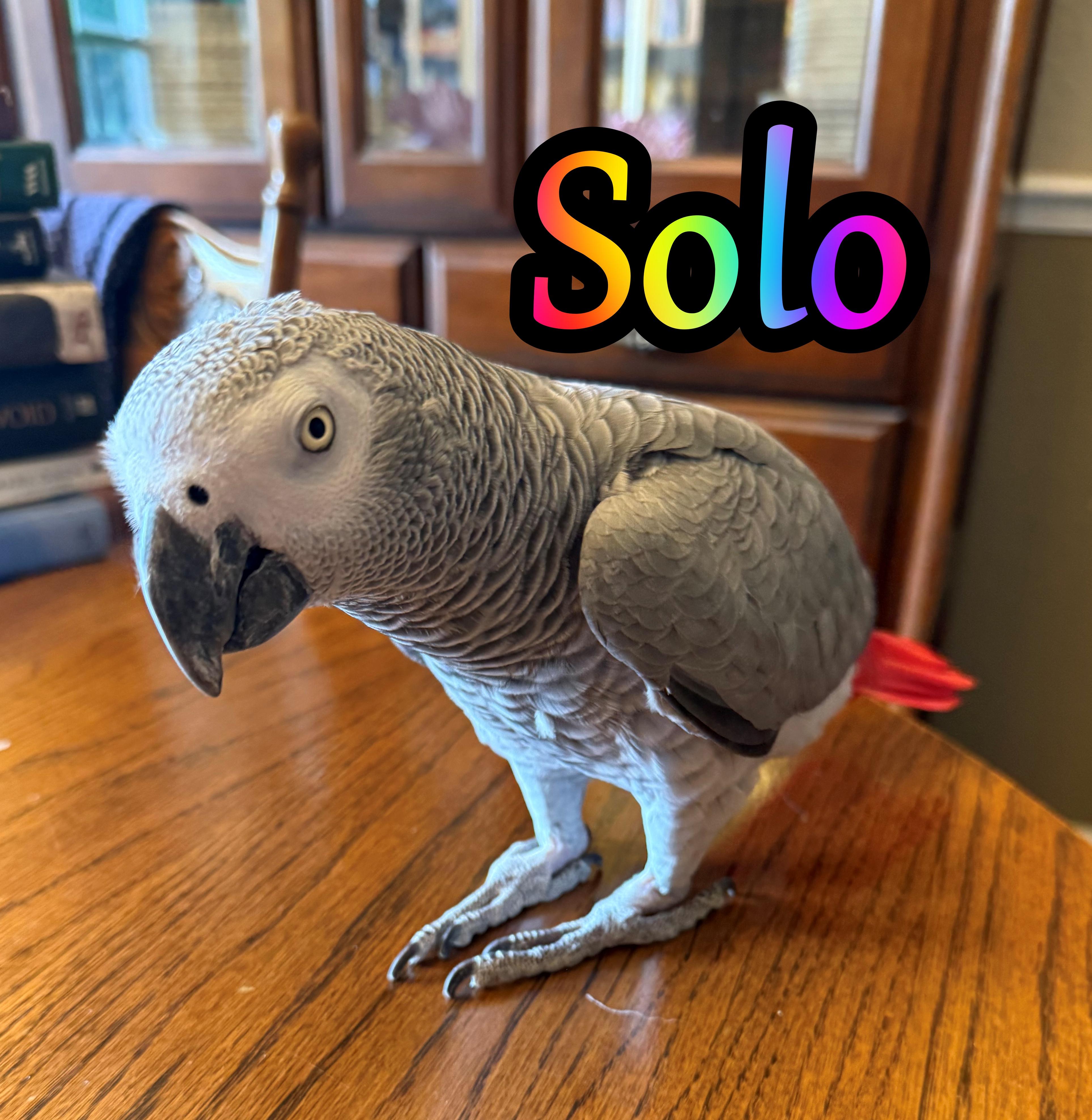 Solo, Adopted, Adult Male African Grey.