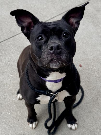 Glitter, Adoptable, Adult Female Pit Bull Terrier & Mixed Breed.