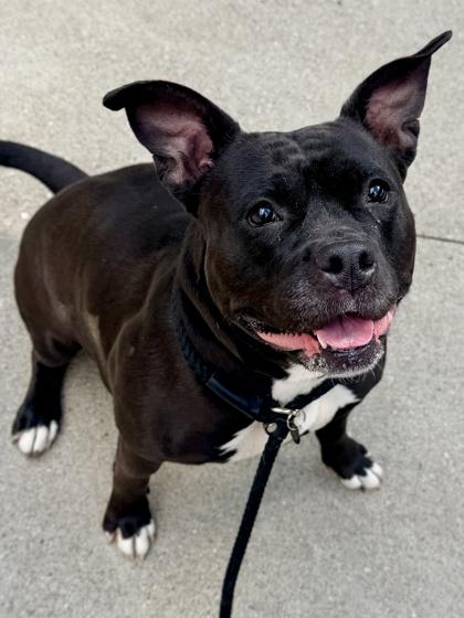 Glitter, a Adoptable mixed breed in Cincinnati, OH image 2/3