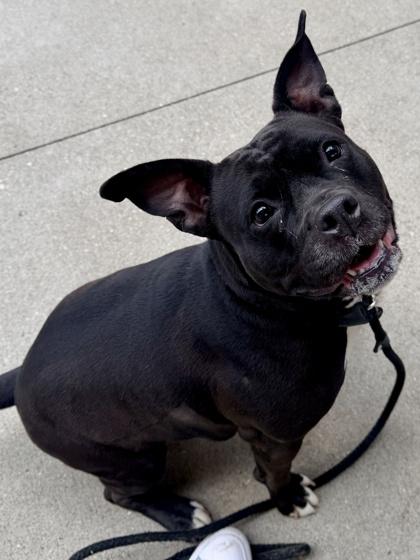Glitter, a Adoptable mixed breed in Cincinnati, OH image 3/3