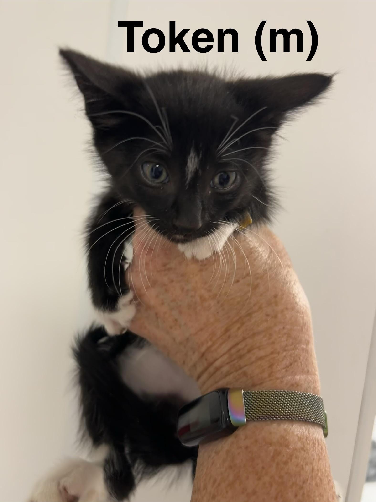 Token, Adoptable, Kitten Male Domestic Short Hair.