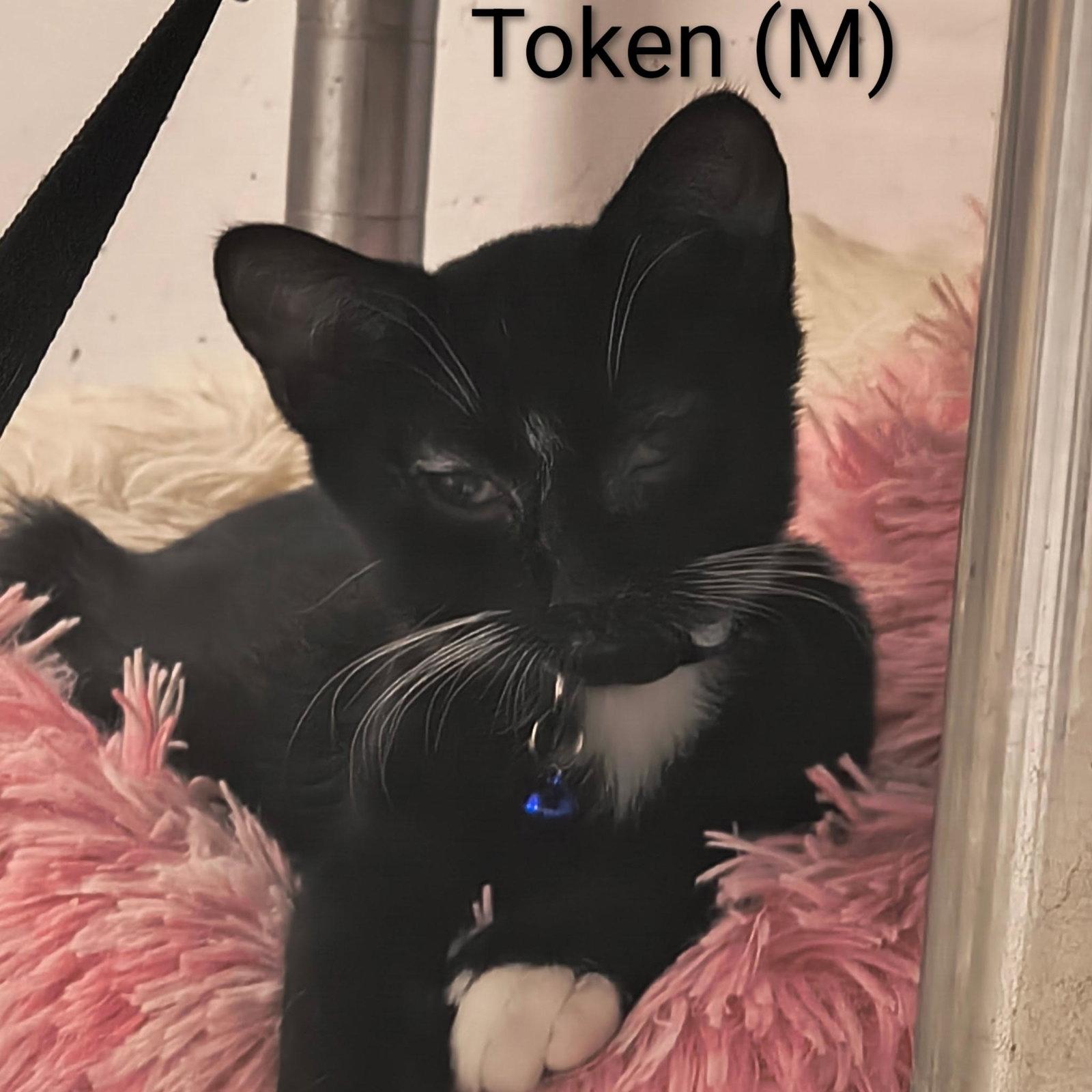 Token, a Adoptable Domestic Short Hair in Saugerties, NY image 2/3