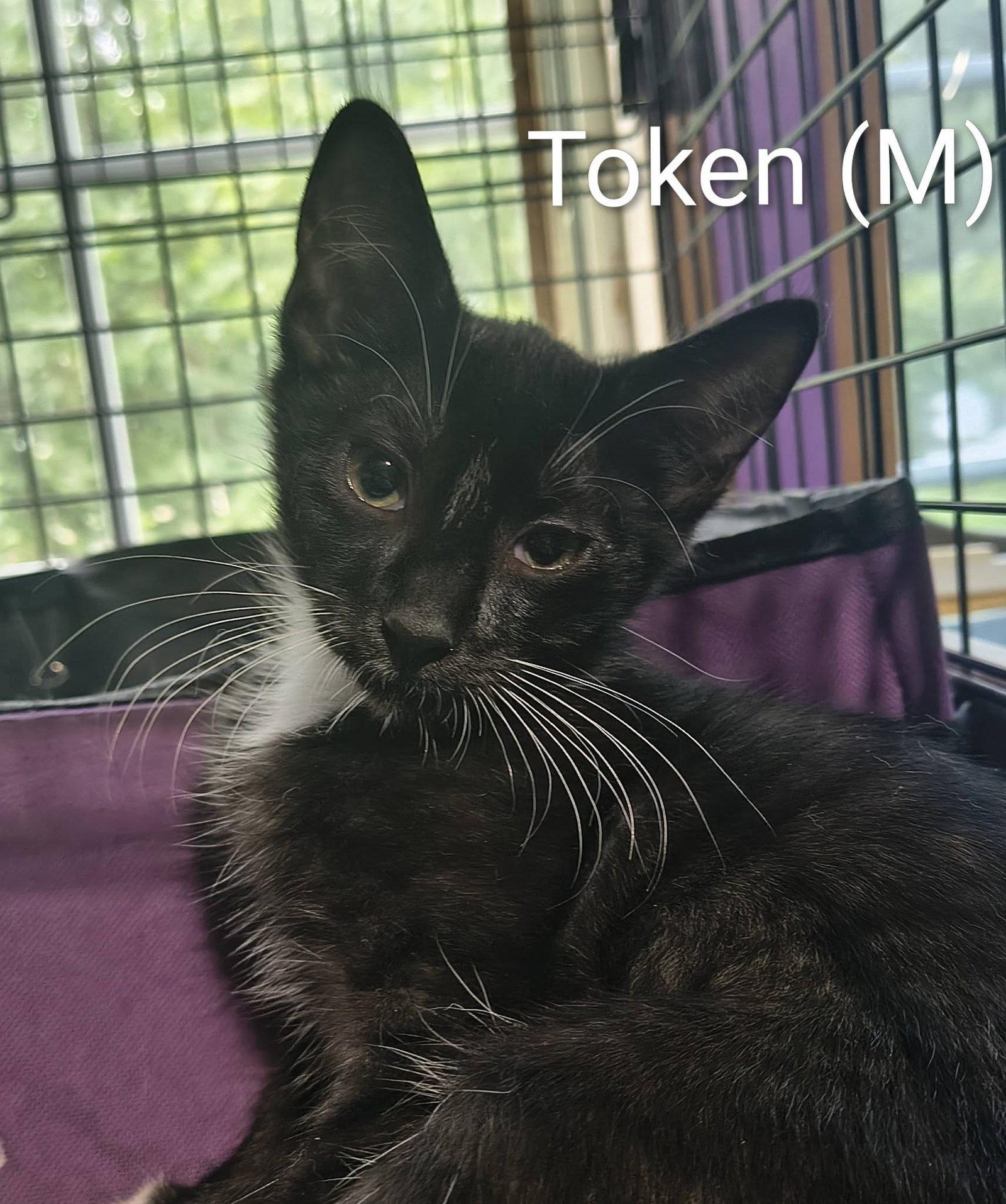 Token, a Adoptable Domestic Short Hair in Saugerties, NY image 3/3