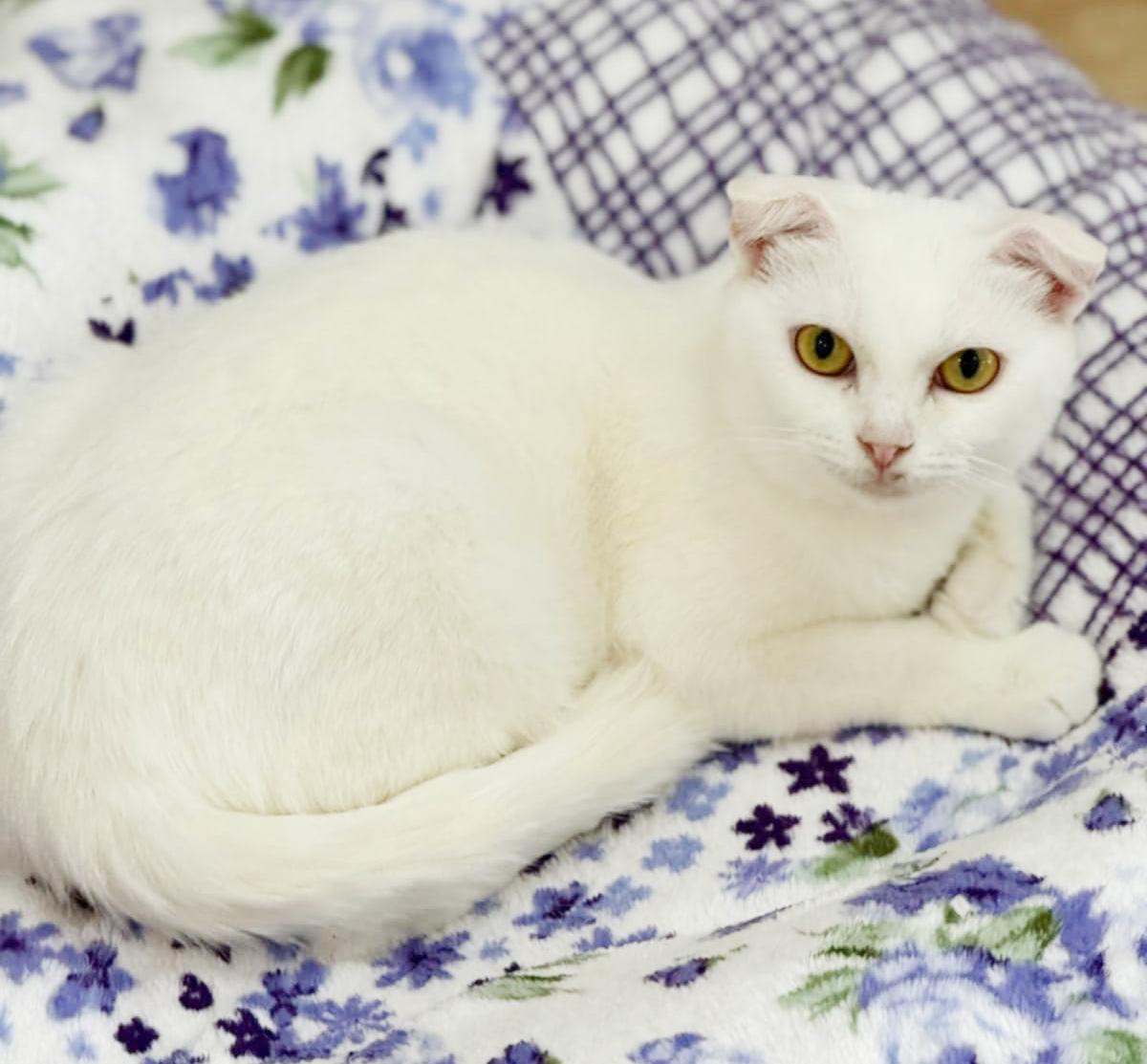 Krisha - she is a super model Scottish fold BABY SOLID WHITE super sweetie!  VIDEO!!