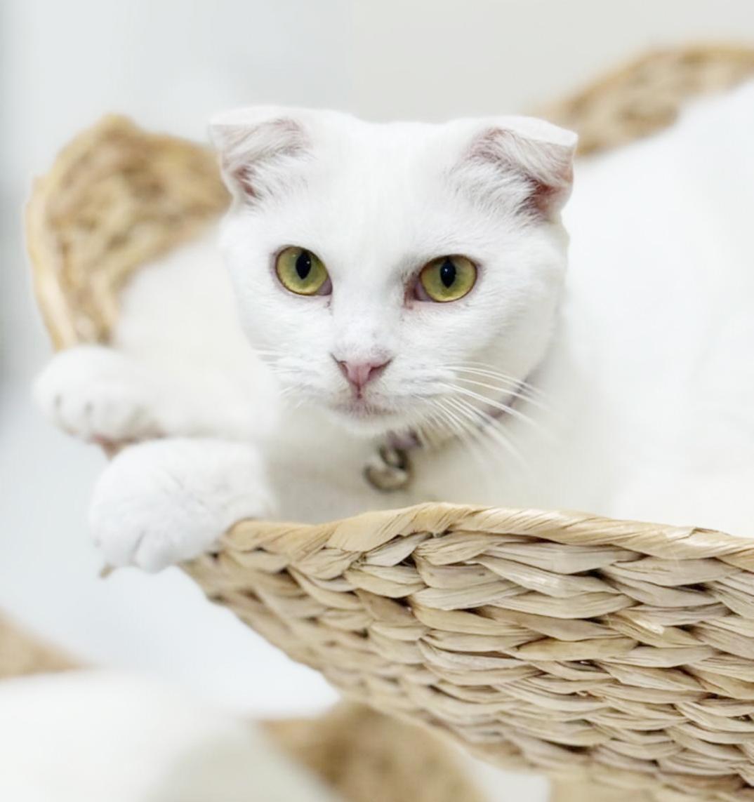 Krisha - she is a super model Scottish fold BABY SOLID WHITE super sweetie!  VIDEO!!