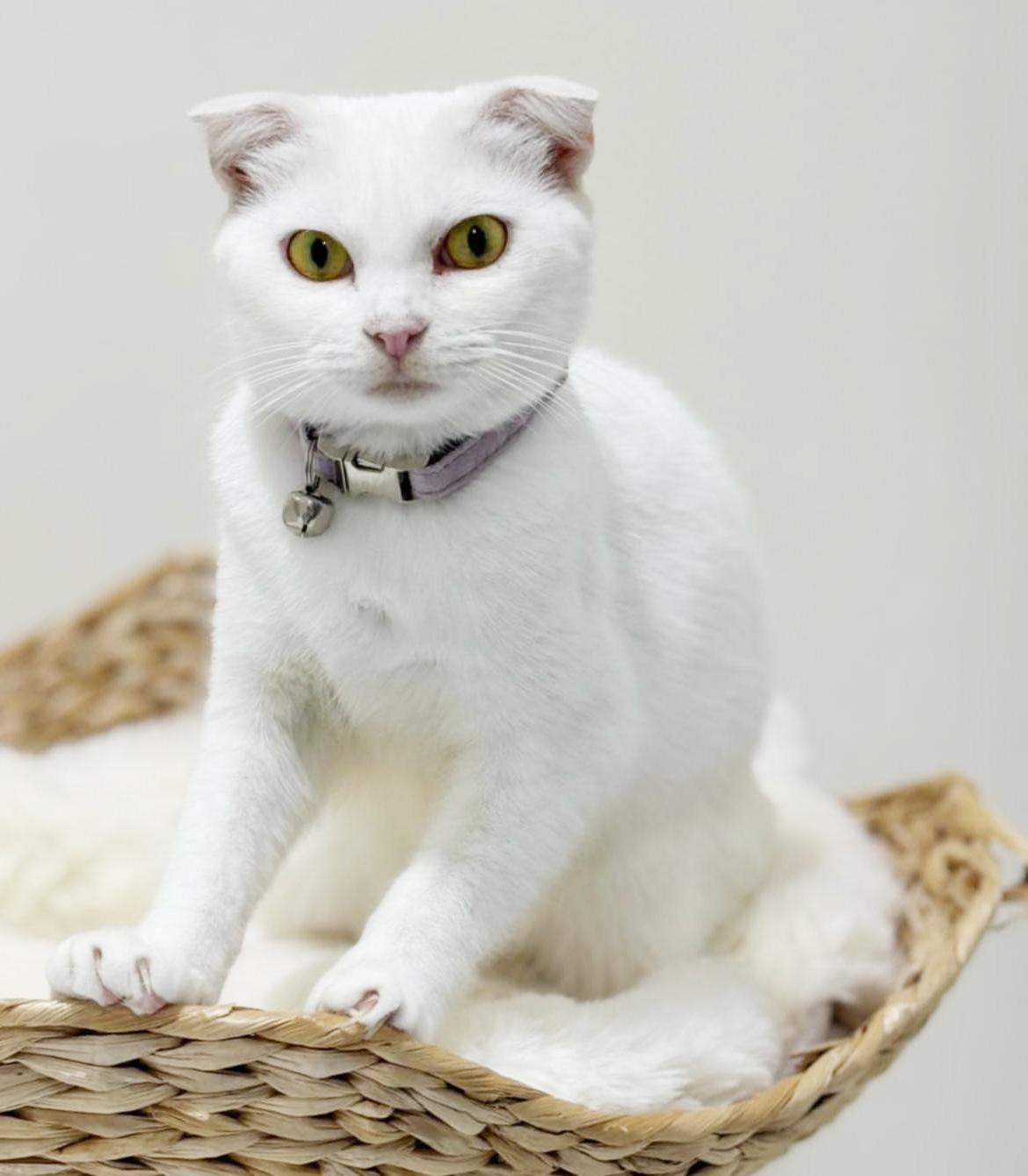 Krisha - she is a super model Scottish fold BABY SOLID WHITE super sweetie!  VIDEO!!