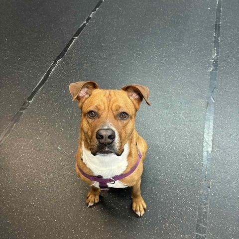 Scrappy, Adoptable, Adult Male Pit Bull Terrier.