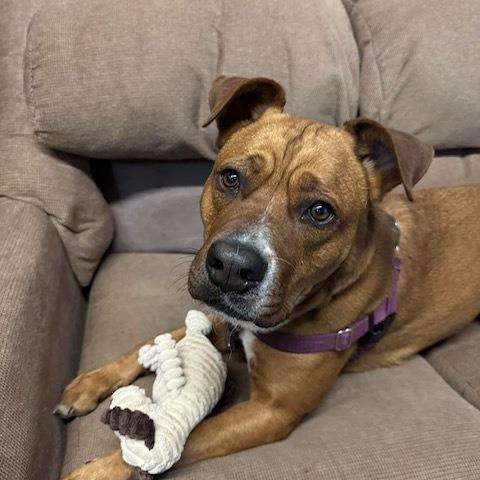 Enlarge Scrappy, a Adoptable mixed breed in Tulsa, OK image 2/5