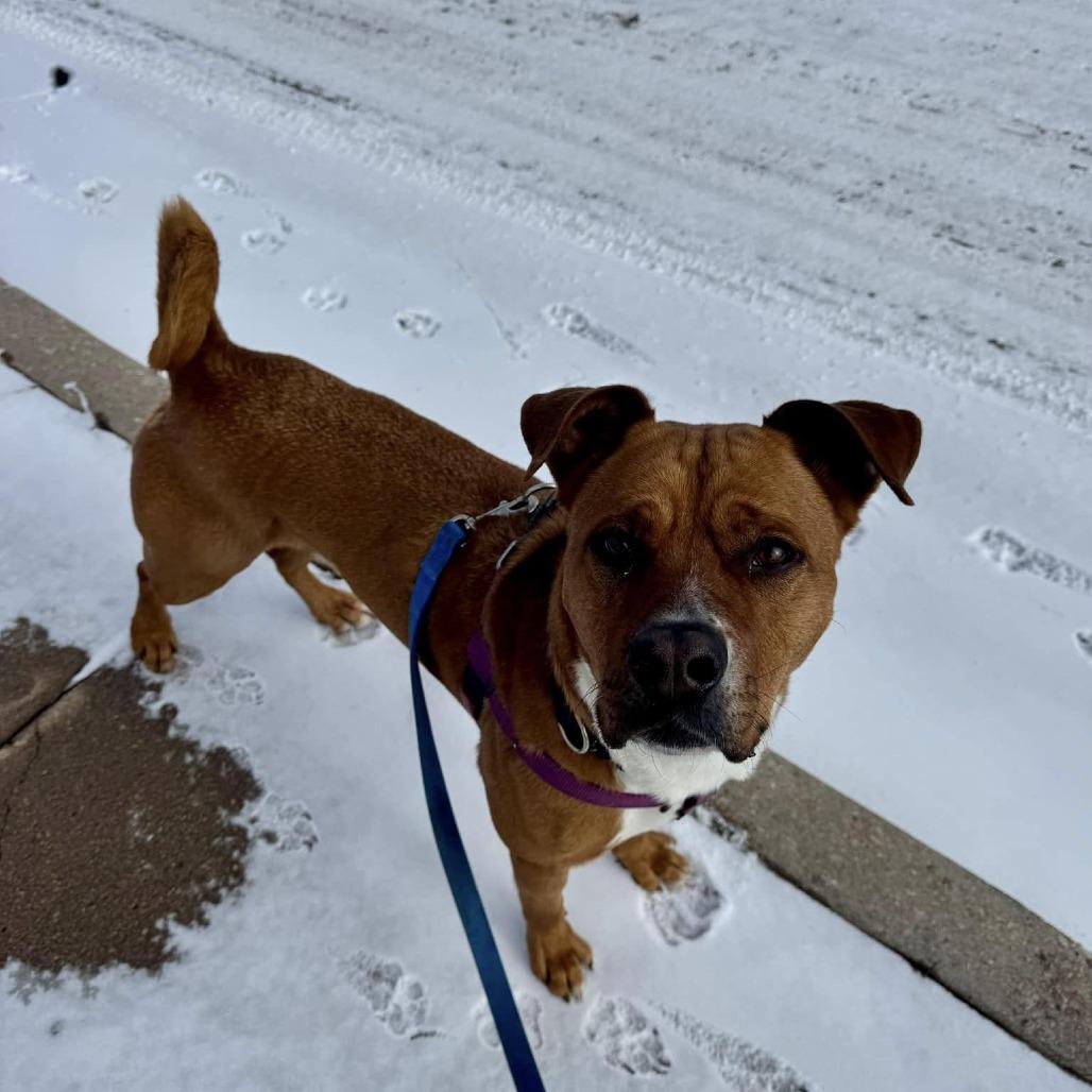 Enlarge Scrappy, a Adoptable mixed breed in Tulsa, OK image 5/5