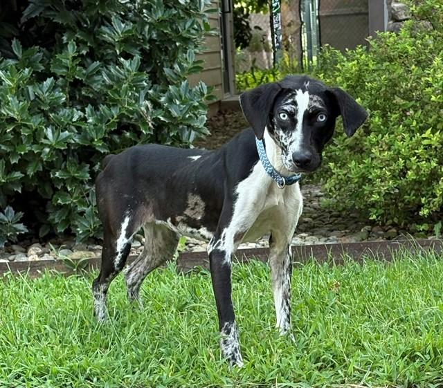SPOT, Adoptable, Adult Female Australian Shepherd.