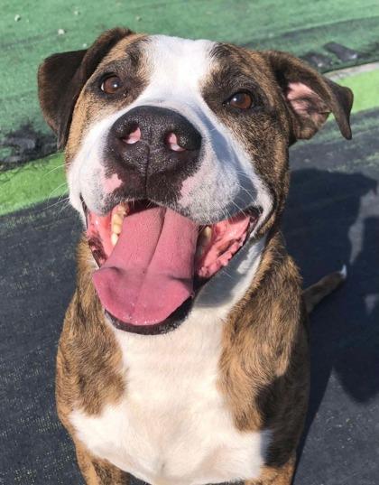 Enlarge Buddy, a Adoptable mixed breed in Shohola, PA image 1/1