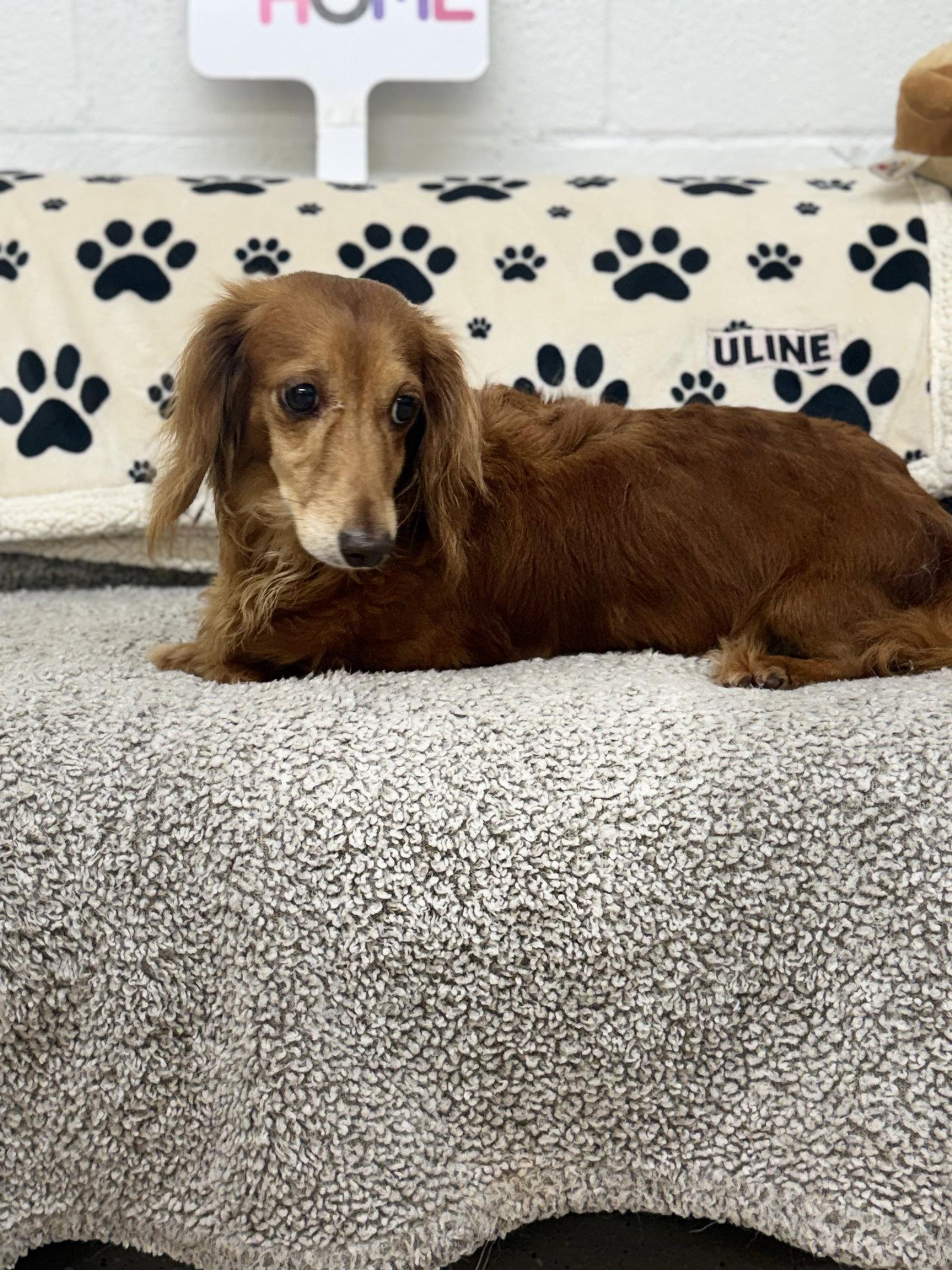 Pebbles, Adoptable, Senior Female Dachshund.