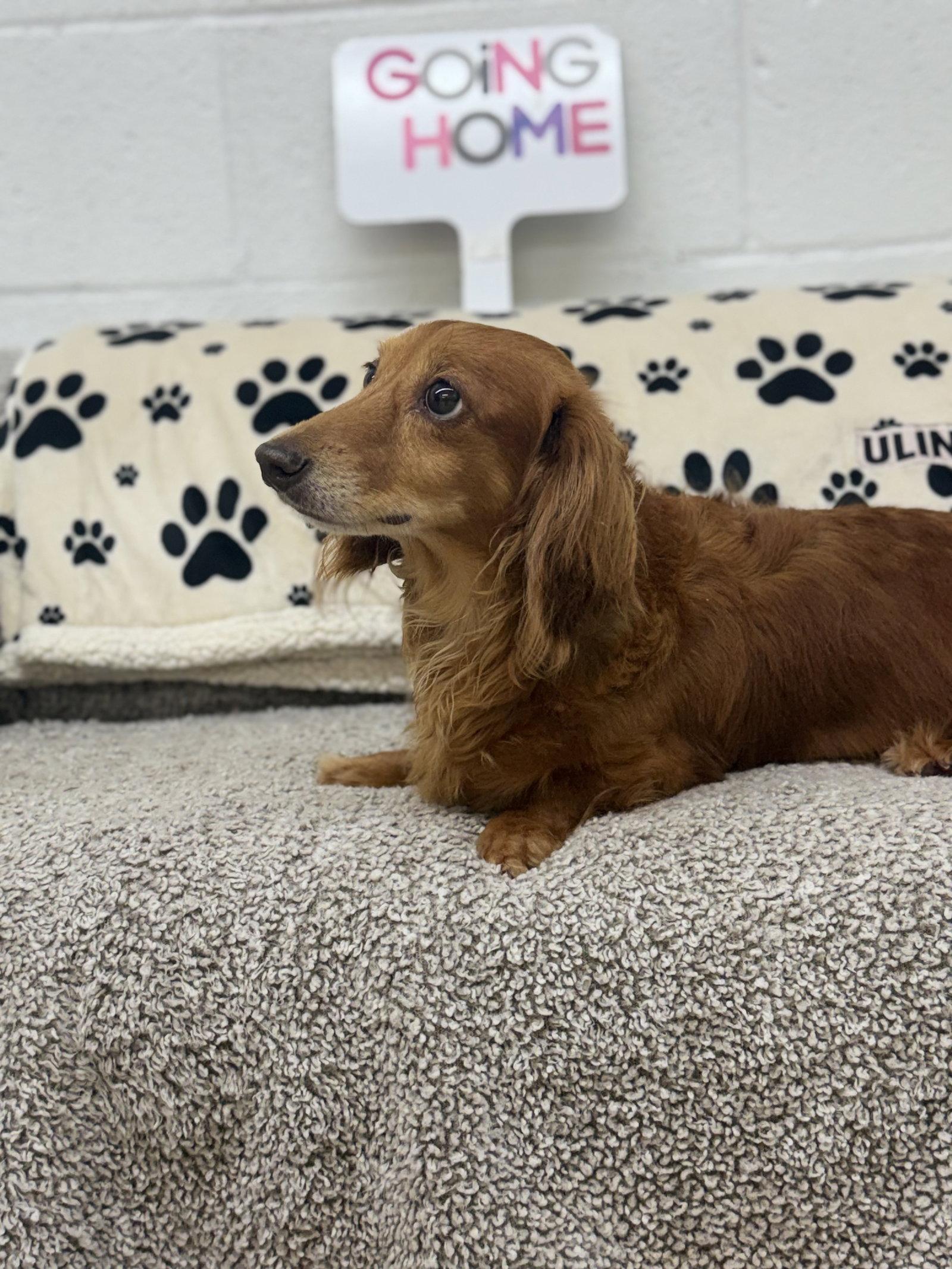 Enlarge Pebbles, a Adoptable Dachshund in York, SC image 2/3