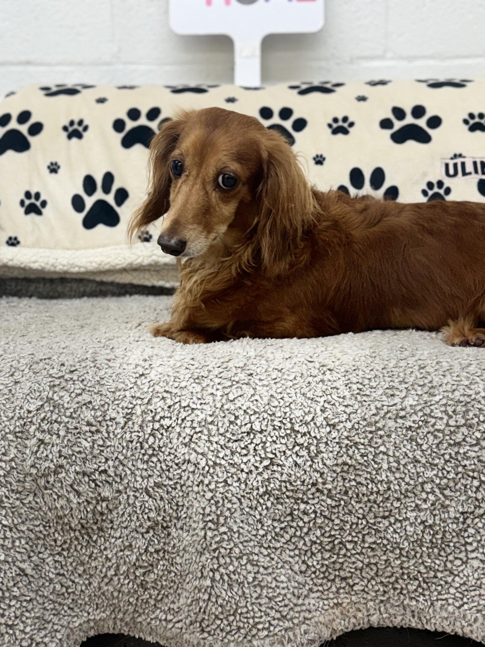 Enlarge Pebbles, a Adoptable Dachshund in York, SC image 3/3
