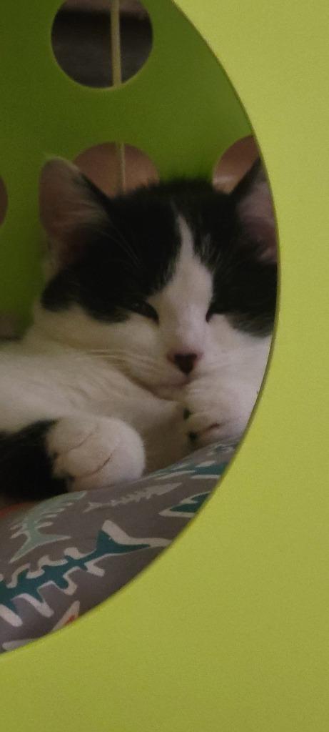 2025-163 Peaches Pie