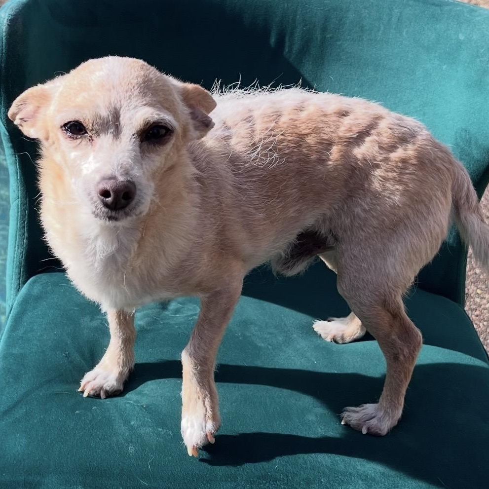 Enlarge HARRY , an adopted mixed breed in SCOTTSDALE, AZ image 1/1