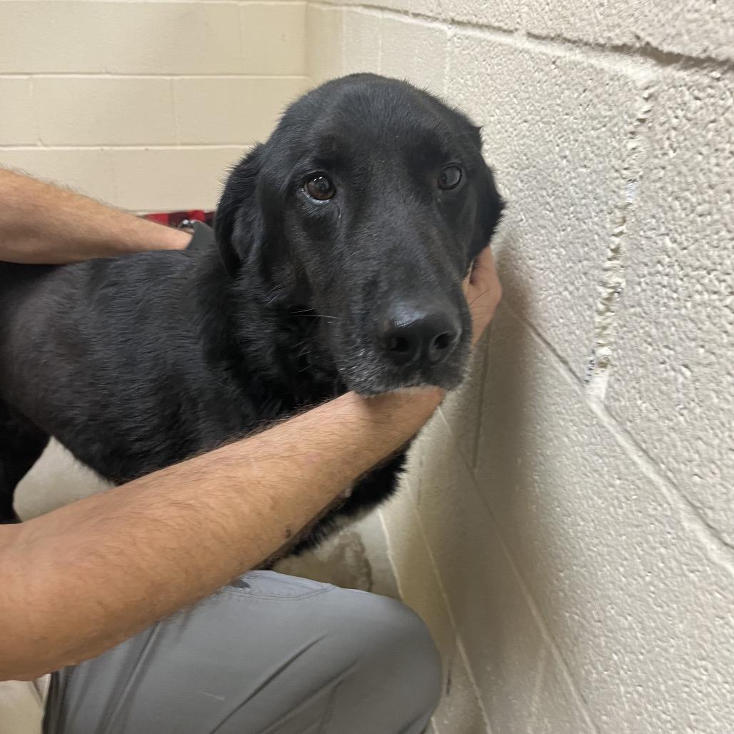 Oscar, Adoptable, Adult Male Black Labrador Retriever & Mixed Breed.
