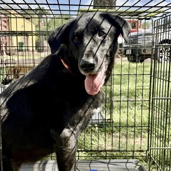 Enlarge Oscar, a Adoptable mixed breed in Palestine, TX image 2/4