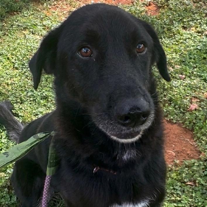 Enlarge Oscar, a Adoptable mixed breed in Palestine, TX image 3/4