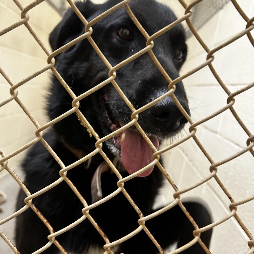 Enlarge Oscar, a Adoptable mixed breed in Palestine, TX image 4/4