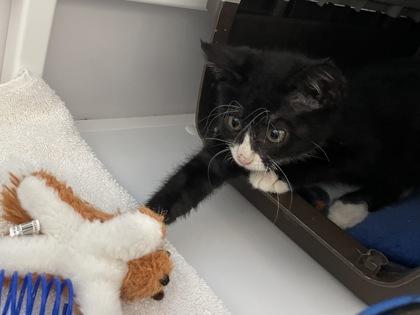 Enlarge Swifty, a Adoptable mixed breed in Madison, WI image 2/3
