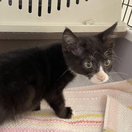 Enlarge Swifty, a Adoptable mixed breed in Madison, WI image 3/3