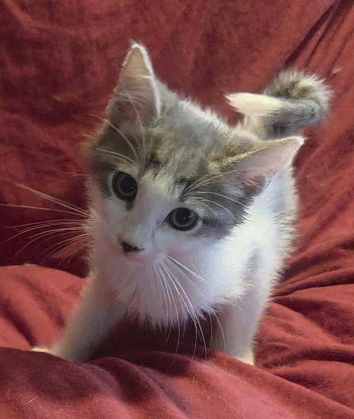 Enlarge Grayson , a ADOPTABLE Domestic Long Hair in Bradenton, FL image 4/4