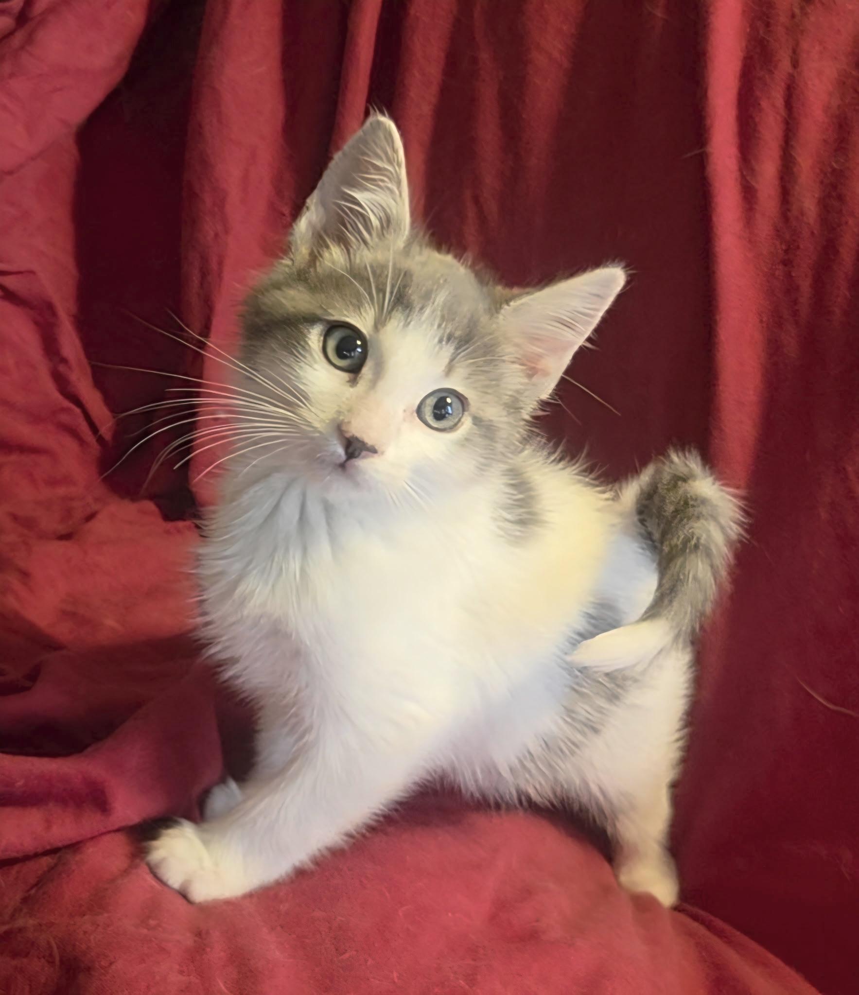 Enlarge Grayson , a ADOPTABLE Domestic Long Hair in Bradenton, FL image 2/4