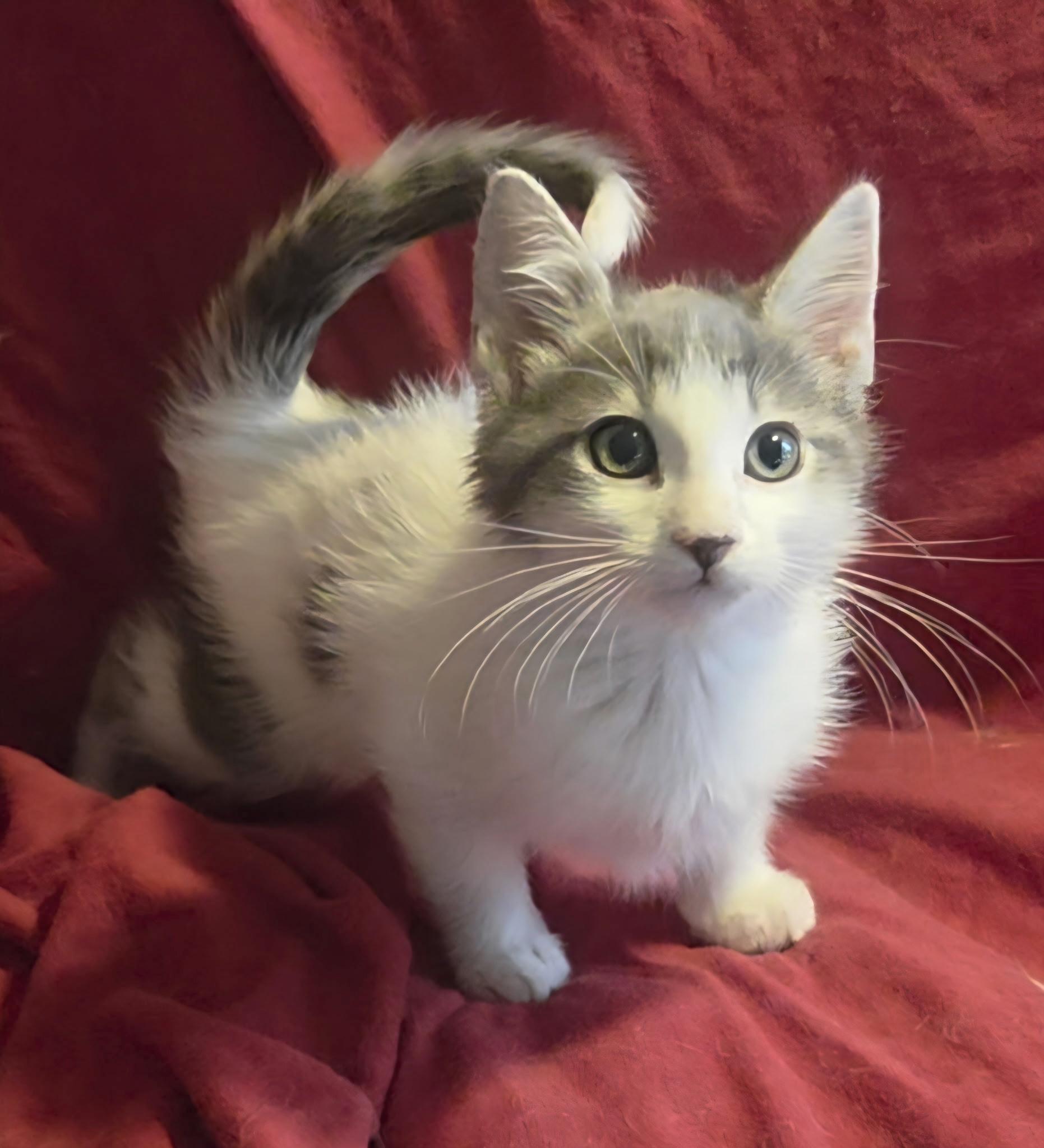 Enlarge Grayson , a ADOPTABLE Domestic Long Hair in Bradenton, FL image 1/4