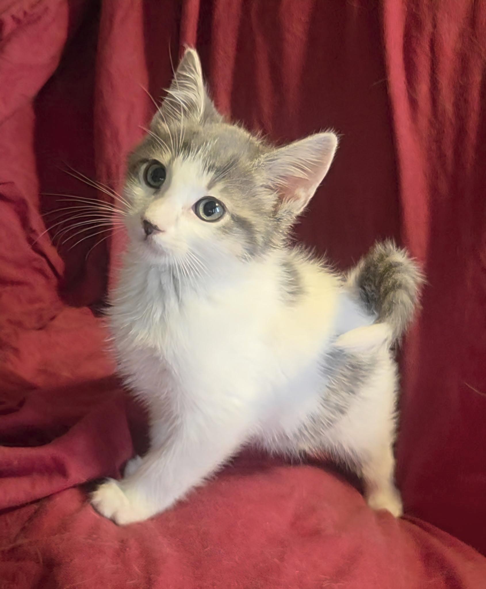 Enlarge Grayson , a ADOPTABLE Domestic Long Hair in Bradenton, FL image 3/4