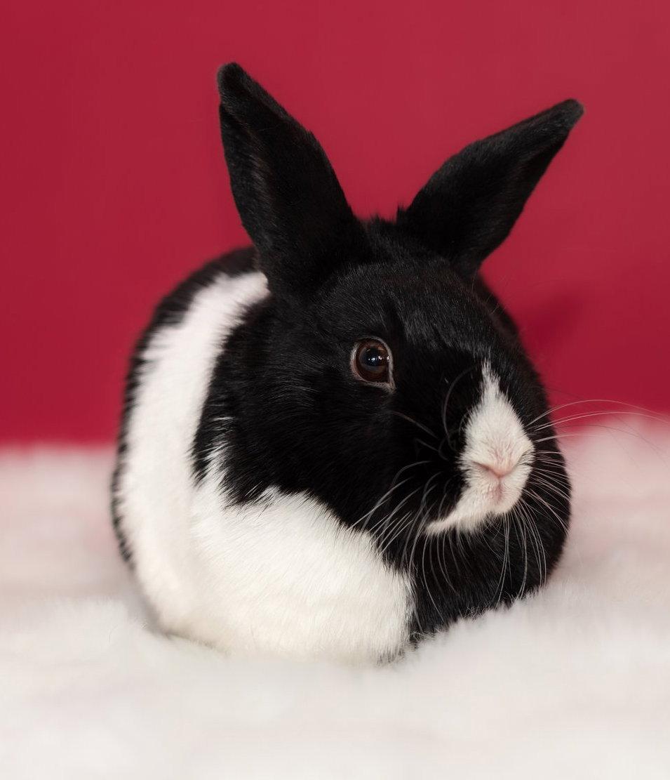 Cindy Lou, Adopted, Young Female Dutch.