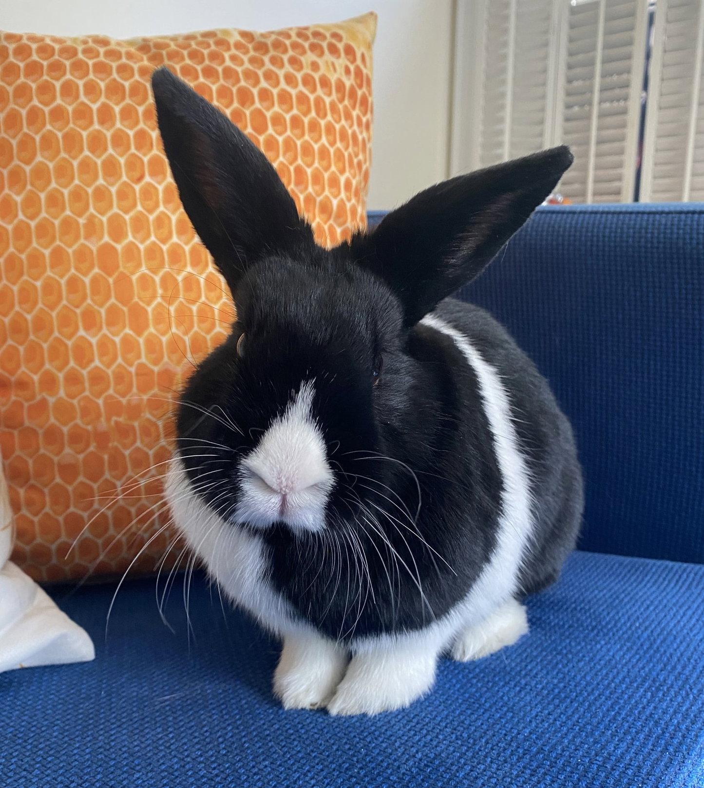 Enlarge Cindy Lou, a Adopted Dutch in Lakeville, MN image 2/3