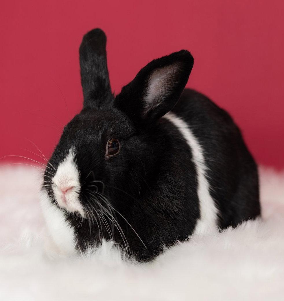 Enlarge Cindy Lou, a Adopted Dutch in Lakeville, MN image 3/3