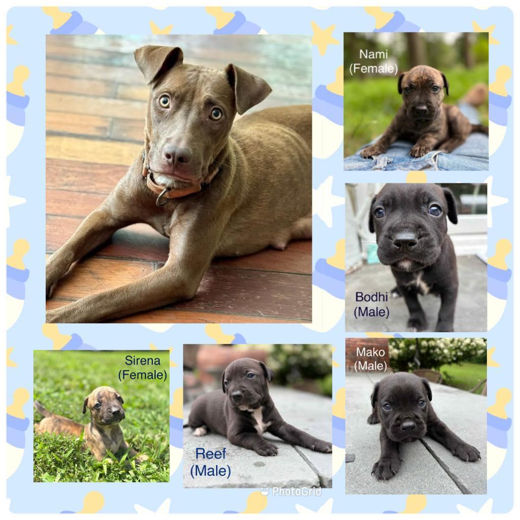 Summers 8 week puppies